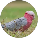 Anna Corbo Crehan profile picture